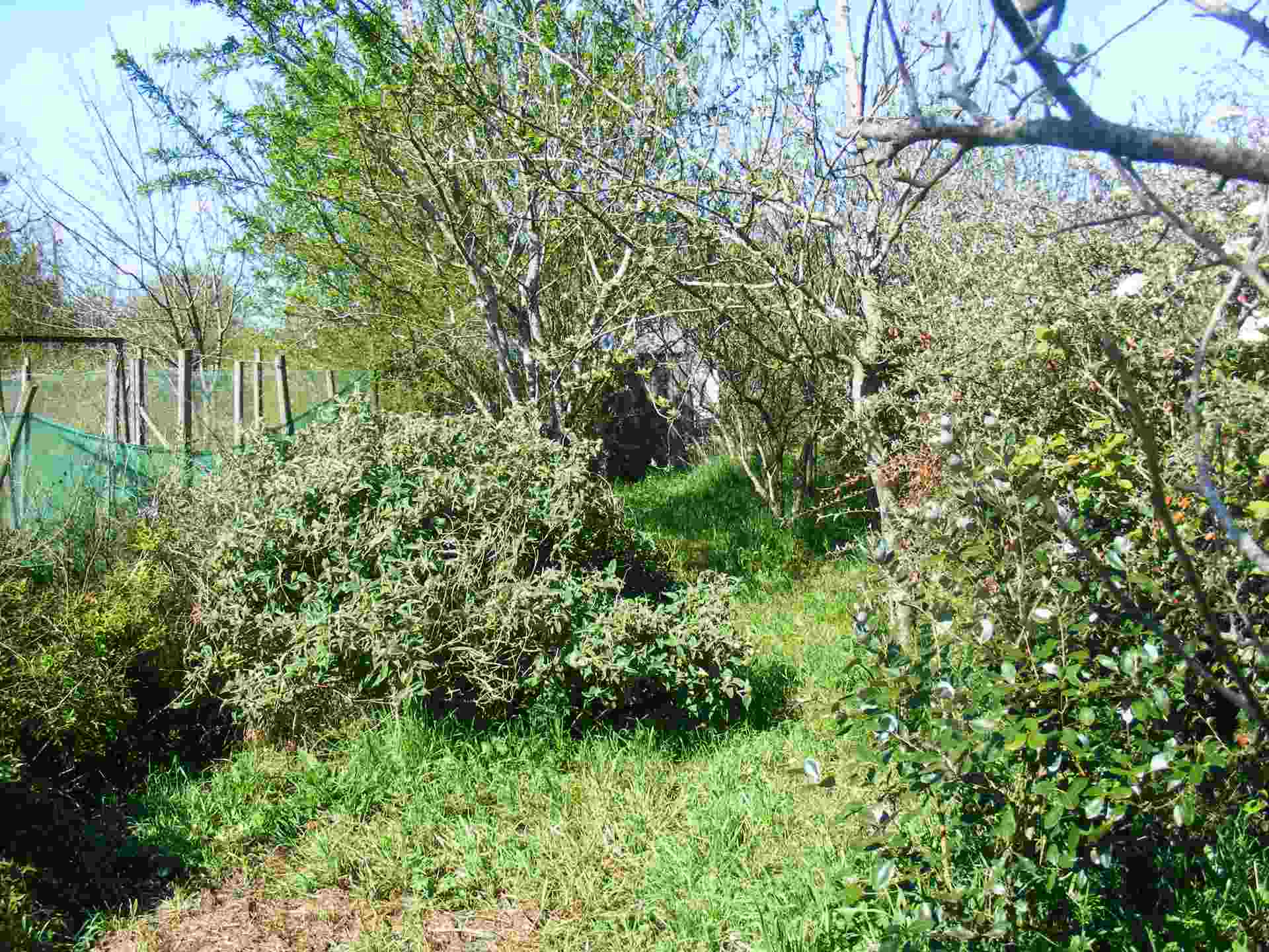 Vue côté nord du jardin vers le fond
