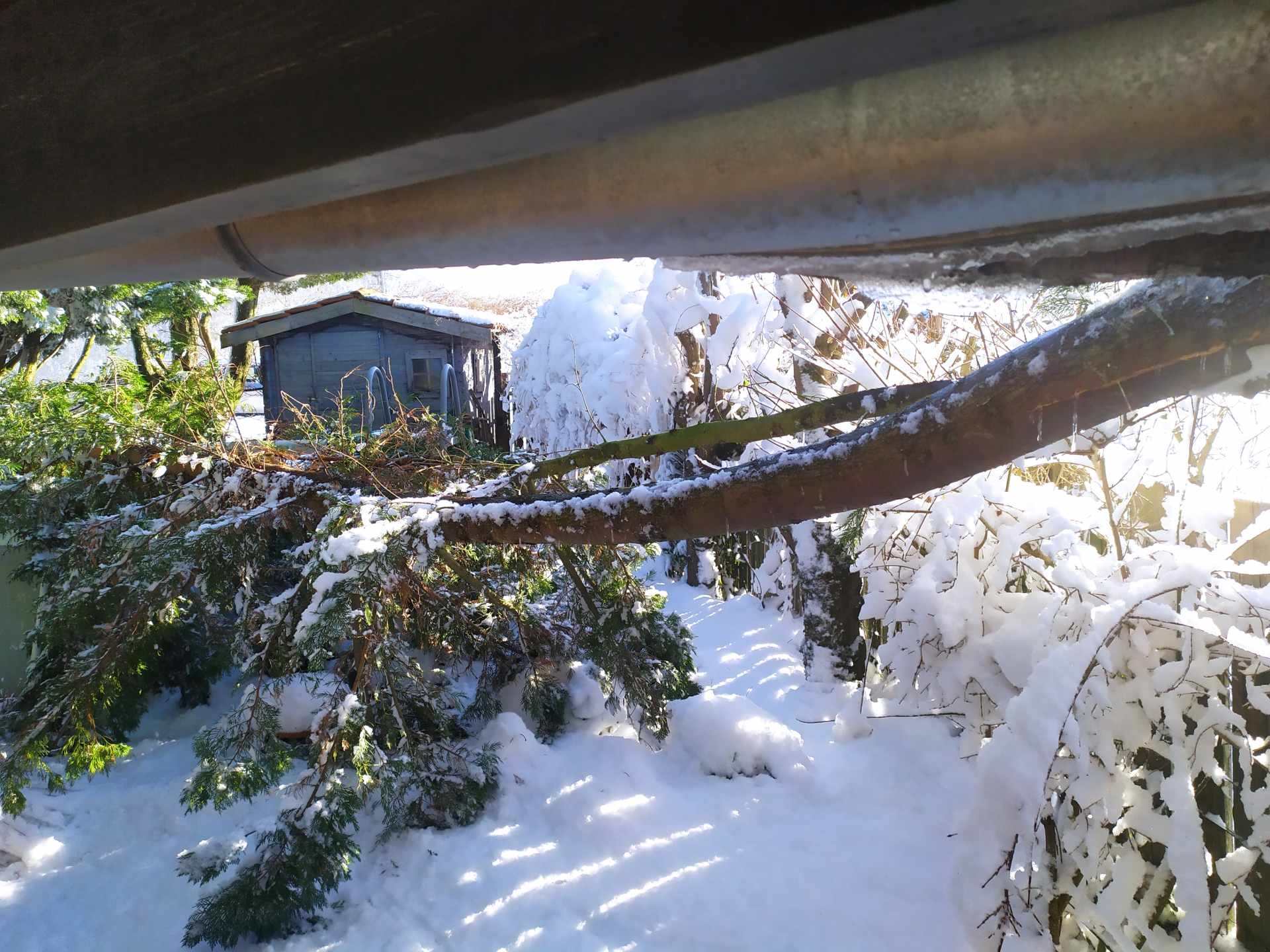 Une branche a plié sous le poids de la neige