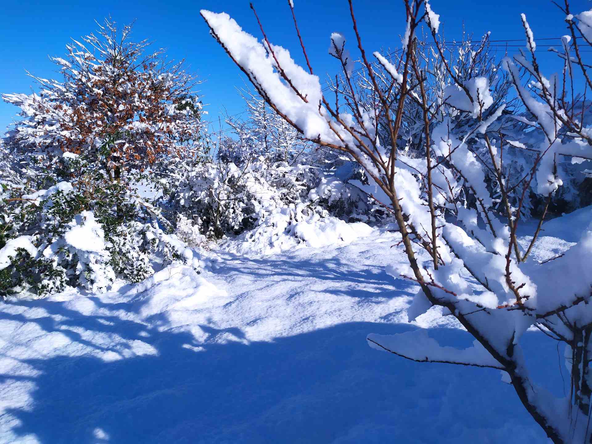 En haut du jardin, même constat: neige
