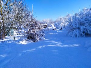 Remontée du fond vers le haut du jardin