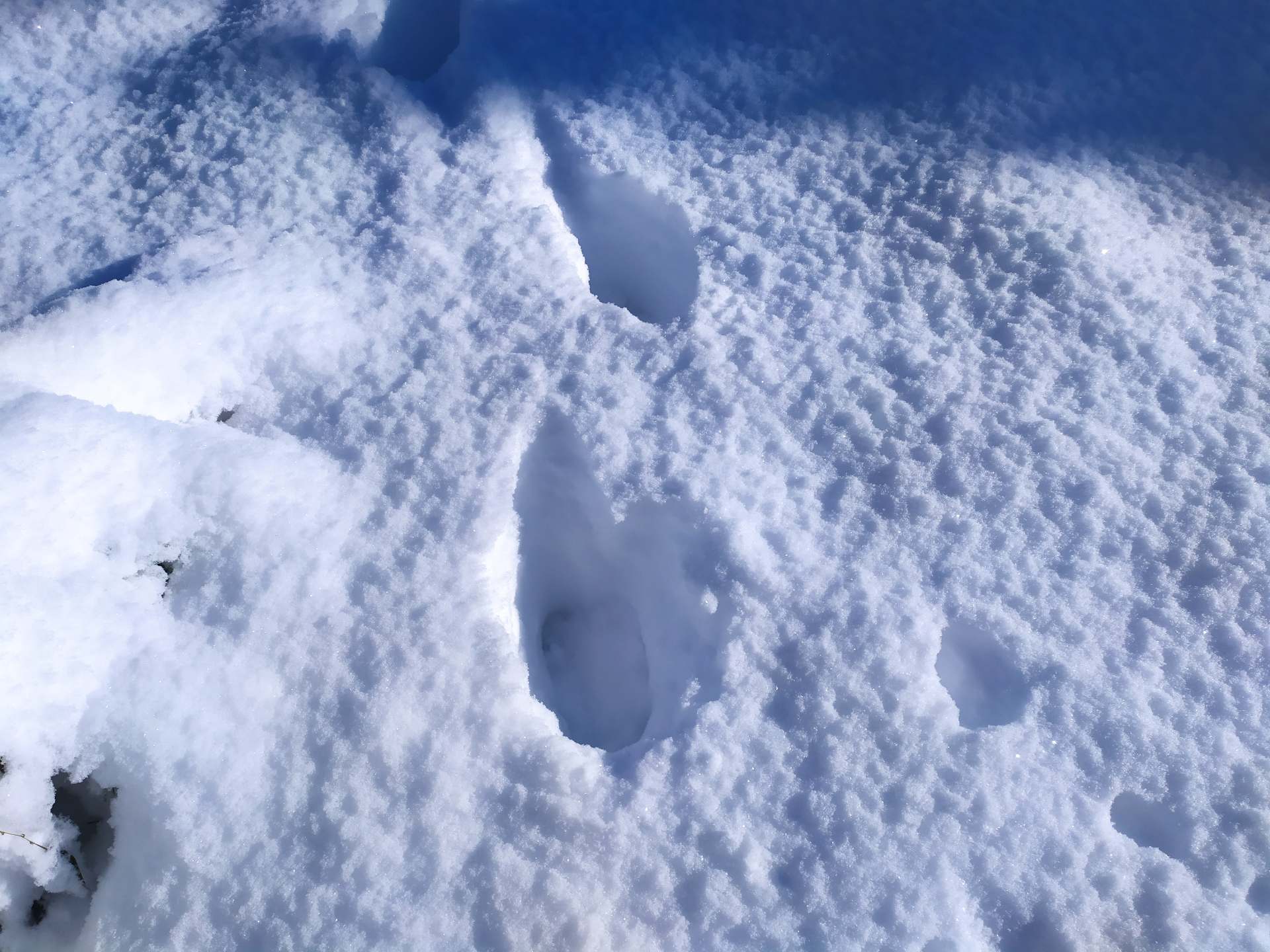 Belle profondeur de pas dans la neige