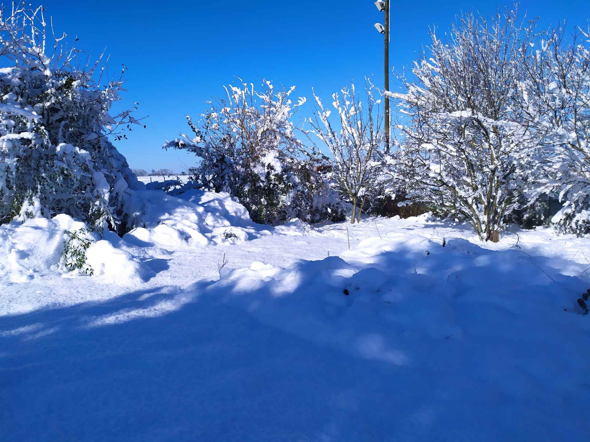Cognassier, pommiers et haie fond de jardin sous la neige