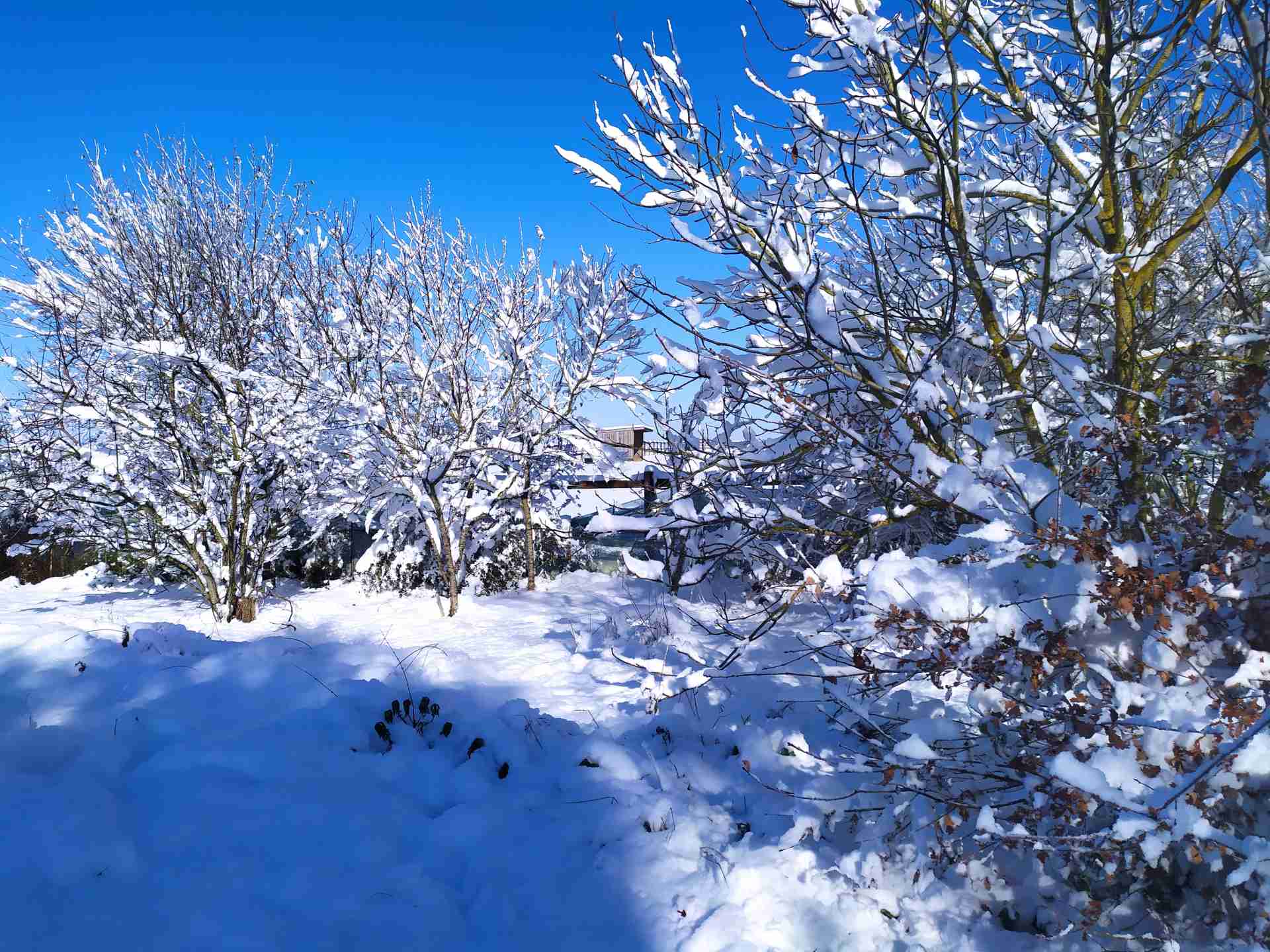 Noyer, nectarinier, cognassier et pommier pris par la neige