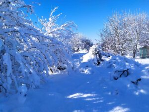 Pruniers et pommiers à gauche, et sinon, de la neige partout