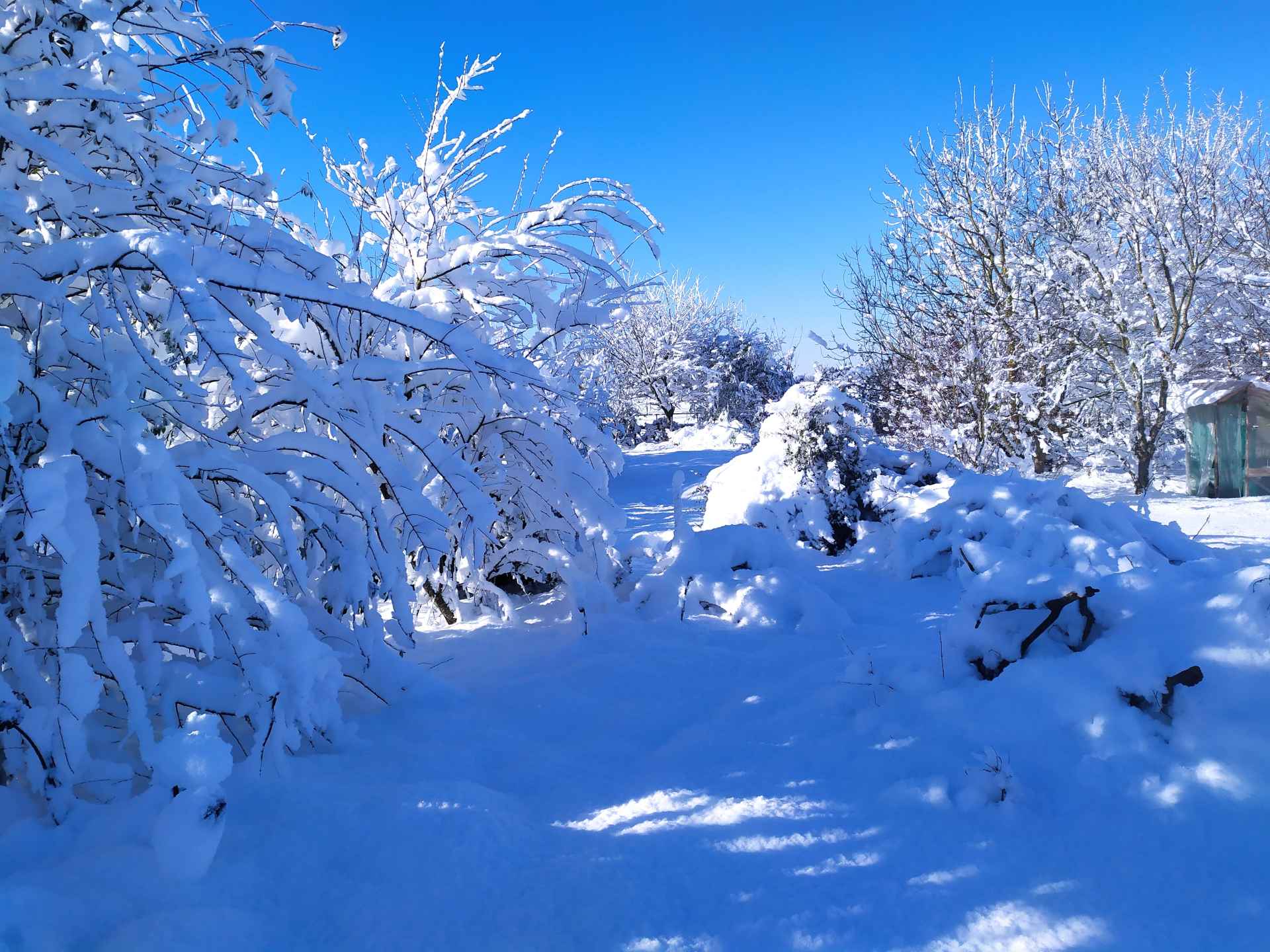 Pruniers et pommiers à gauche, et sinon, de la neige partout