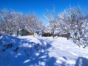La beauté de la neige dans les fruitiers