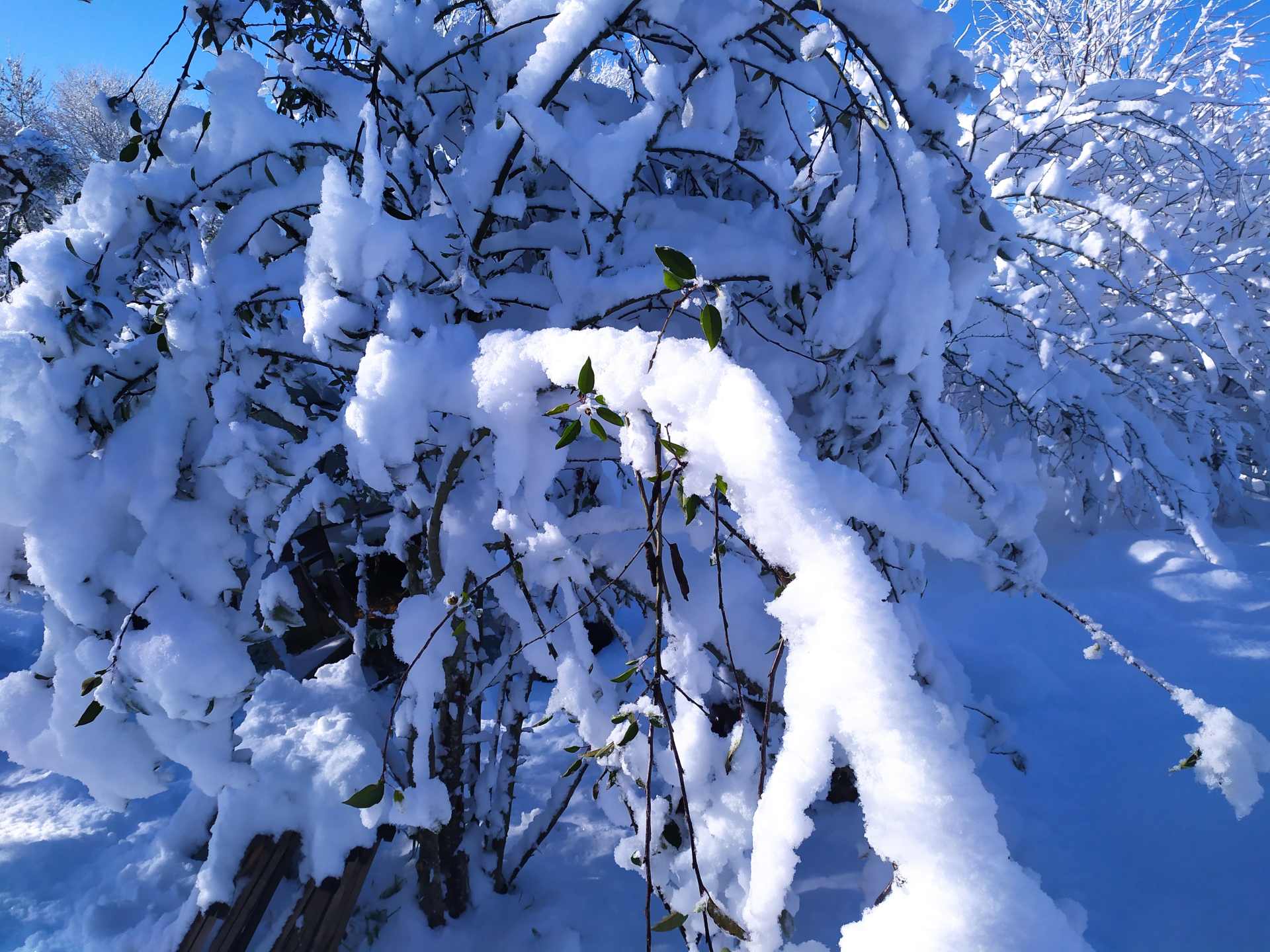 Pommier encore en vert avant la neige