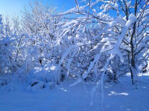 Un paysage de montagne dans nos fruitiers