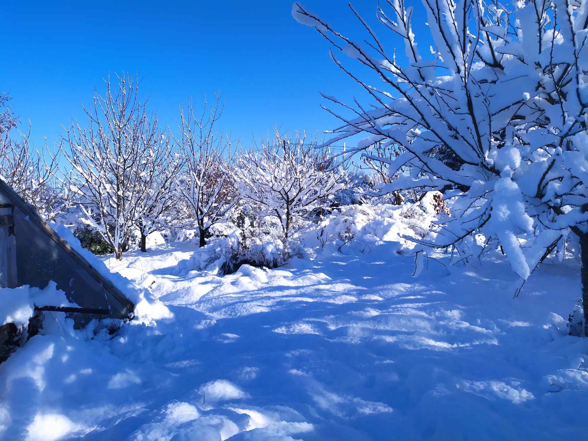 Abricotiers et cerisiers en neige