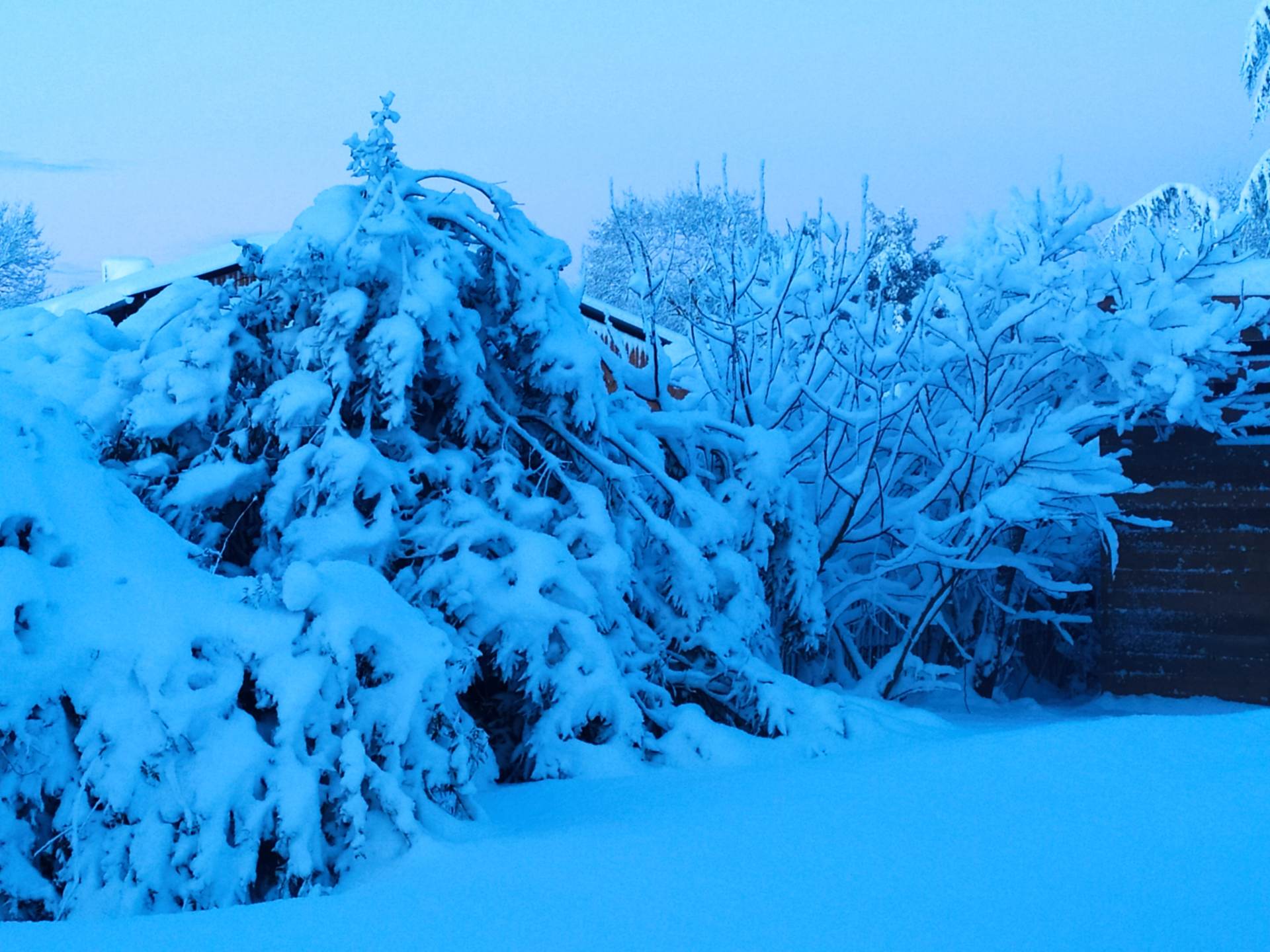 Laurier noble sous la neige
