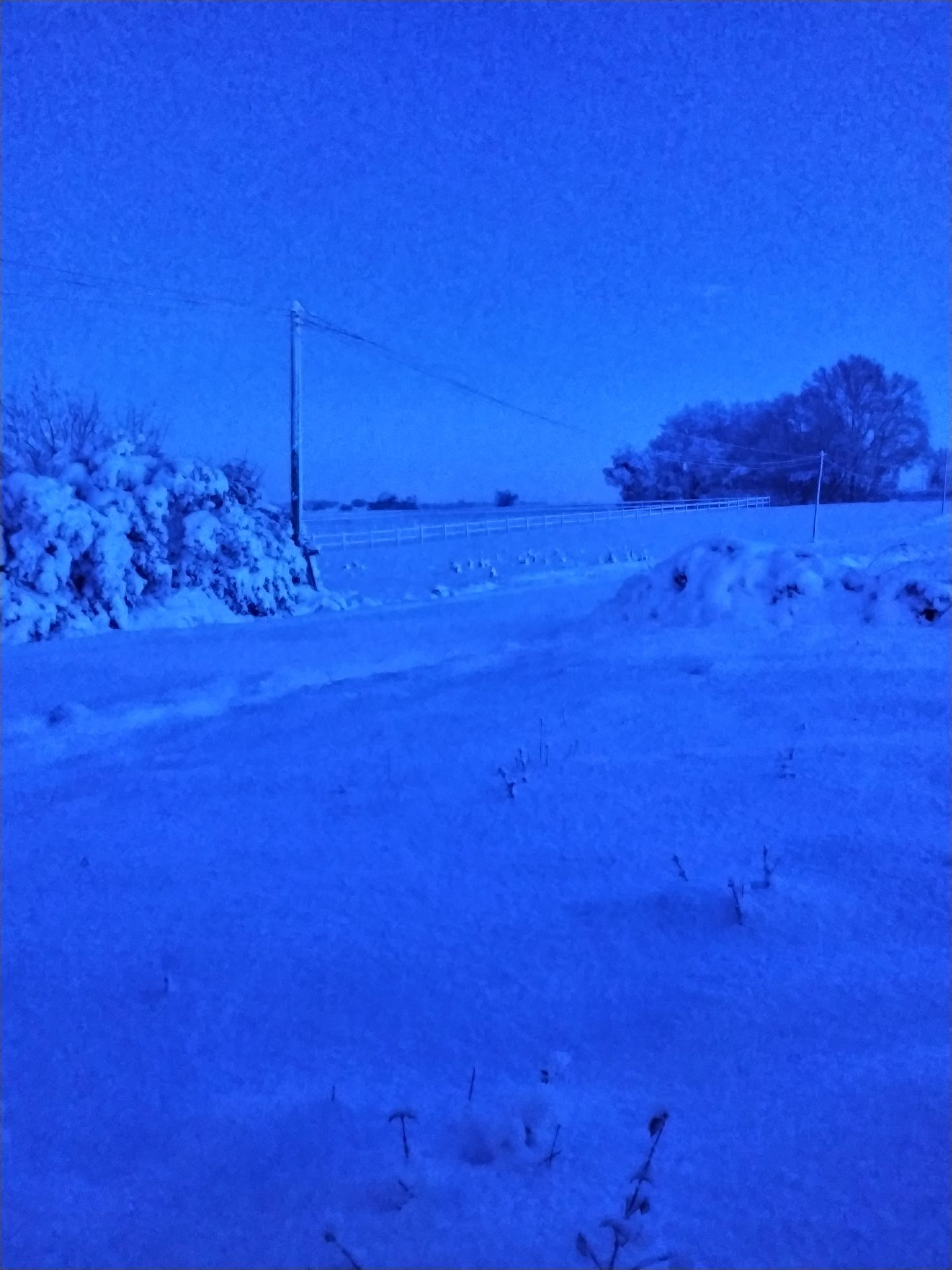 Arbres, buissons, champs et routes recouverts de neige
