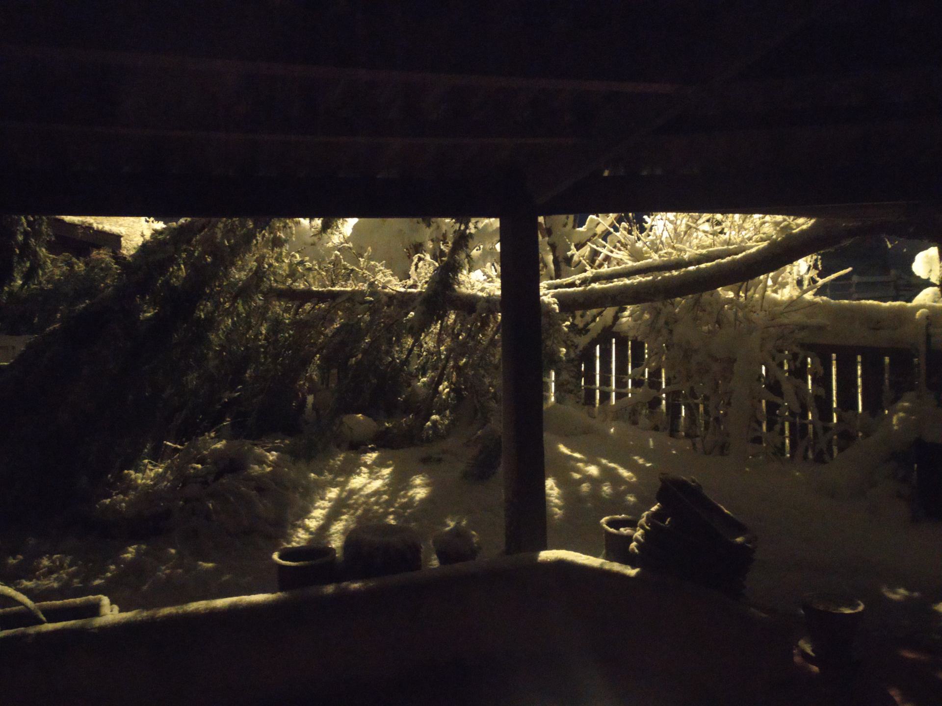 Branche pliée par le poids de la neige